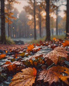 autumn leaves on the ground in front of trees with water droplets falling from them,