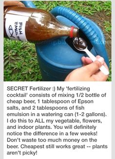 a person is pouring something into a blue barrel with a straw in it and the caption reads, secret fertizer my fertirizing cocktail consists of mixing 12