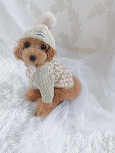 a small brown dog wearing a sweater and hat