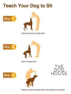 instructions for how to teach your dog to sit