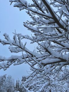 snow covered branches against a blue sky with trees in the foreground and evergreens in the background