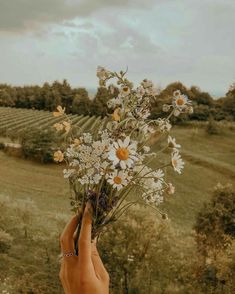 a hand holding a bouquet of daisies in front of a field with rows of trees