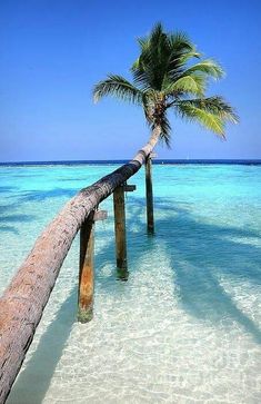 a palm tree leaning on a wooden post in the ocean with clear blue water behind it