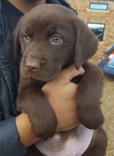 a person holding a puppy in their arms