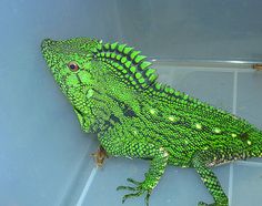 a large green lizard sitting on top of a tile floor