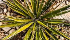 the top view of a cactus plant with long green leaves