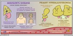 Addison's Disease, Pa Life, Medical Mnemonics, Addisons Disease, Endocrine Disorders, Pa School, Nursing School Studying, Medical School Studying