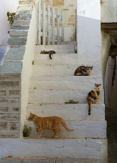 #greece #boating #islandlife #beachlife #photography #athens #santorini #cats #travel Greece Corfu, Stray Cats, Greece Vacation, Senior Trip, Greece Holiday, Europe Summer, Italian Summer, Best Beaches, Northern Italy