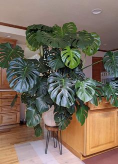 a houseplant in a pot on top of a table