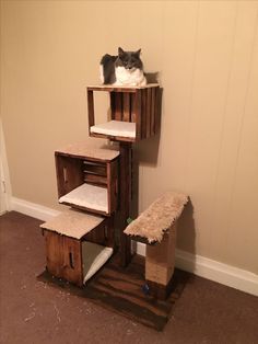 a cat sitting on top of a wooden shelf next to a wall mounted bird feeder