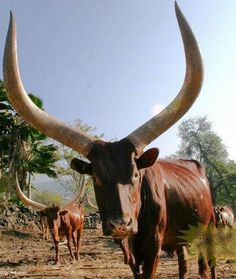 an animal with large horns standing in the dirt