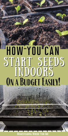 an indoor garden with plants growing in it and the words how you can start seeds indoors on a budget easily