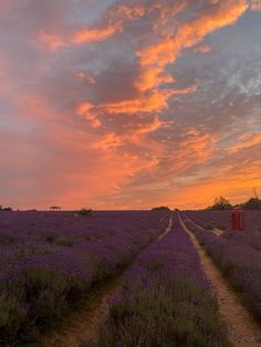 the sun is setting over a lavender field with two roads leading to an outhouse