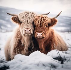 two brown cows standing next to each other in the snow