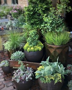 many potted plants are lined up on the ground