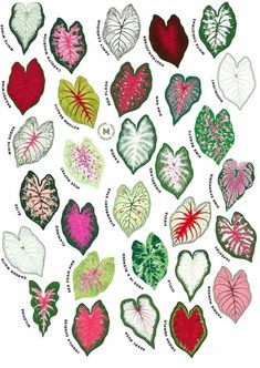 many different types of heart shaped leaves