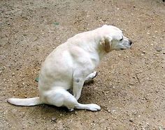 a white dog sitting on top of a dirt field