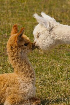 an alpaca and its baby sitting in the grass with their noses to each other