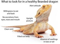 an image of a bearded dragon labeled in words