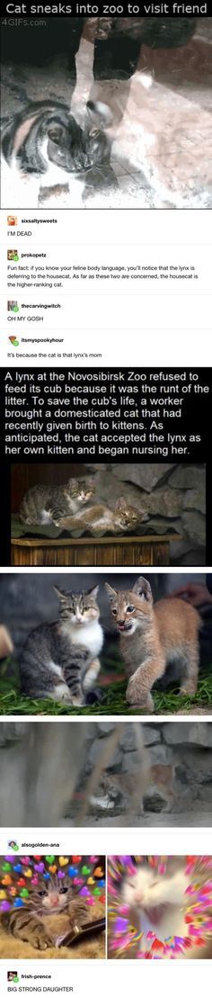 Lynx, Body Language, Cuteness Overload