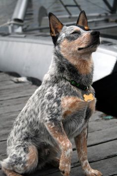 a dog sitting on a dock looking up