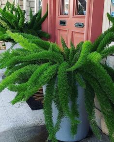 a large potted plant sitting on the side of a building next to a door