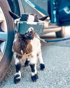 a small goat is tied to the side of a car wheel with sunglasses on it's head