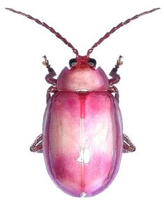 a close up of a pink beetle on a white background