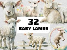 the baby lambs are all different sizes and colors