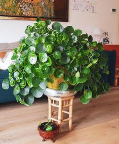 a potted plant sitting on top of a wooden table next to a blue couch