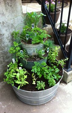 three metal buckets filled with plants on the steps