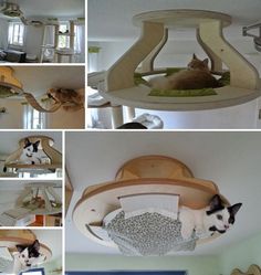 several pictures of cats playing in their cat tree