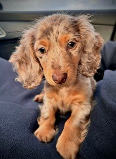 a small brown dog sitting on top of a blue blanket