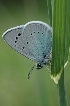 a small blue butterfly sitting on top of a green blade of grass next to a plant