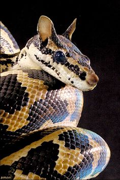 a close up of a snake on a black background