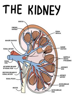 an image of the kidney with labels on it and labeled in blue letters, including the name