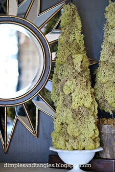 moss covered trees sit in front of a mirror on a shelf next to a potted plant