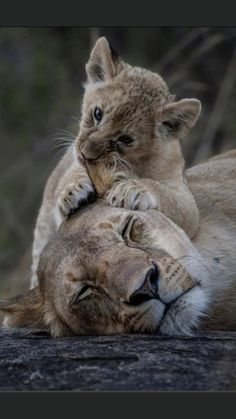 two young lion cubs playing with each other