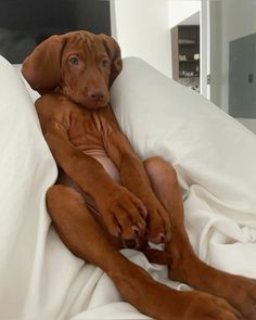 a brown dog sitting on top of a bed covered in white sheets with his paws resting on the pillow