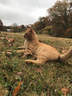 an orange cat laying on top of a lush green field next to leaves and trees