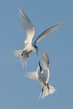 two white birds are flying in the air