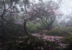 the trees are covered in pink flowers on a foggy day