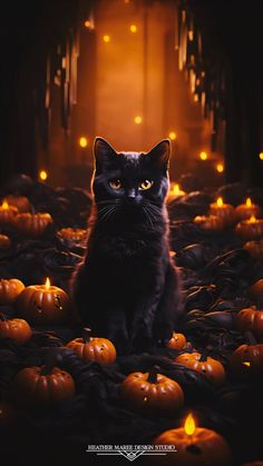 Embrace the enchanting spirit of autumn with this captivating image where a silky black cat, its amber eyes gleaming, lounges amidst a sea of little orange pumpkins in a dark spooky room. The contrast of black and orange evokes the essence of Halloween. Set this as your fall wallpaper or lock screen for a bewitching seasonal touch that captures the magic of the season | Fall Aesthetic | Halloween Wallpaper | Fall Backgrounds Iphone | Spooky Aesthetic Black And Orange Iphone Wallpaper, Fall Black Cat Wallpaper, Fall And Christmas Wallpaper, Halloween Cat Backgrounds Wallpapers, Wallpaper Backgrounds Halloween Cute, Cute Halloween Backgrounds Iphone, Halloween Cat Background, Halloween Phone Wallpapers