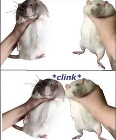 two pictures of a rat being held up by someone's hand with the caption clink