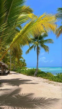 palm trees line the sandy beach on an island