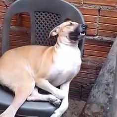 a dog sitting on top of a black chair next to a brick wall and wooden floor