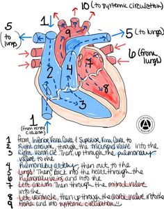 a diagram of the human heart and its major functions, labeled in blue text on a white background