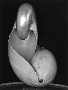 a black and white photo of an apple