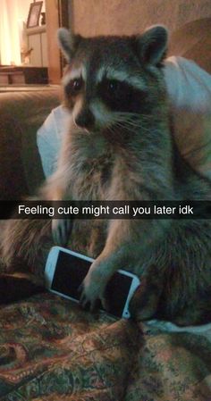 a raccoon sitting on top of a couch next to a cell phone