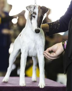 a small white and brown dog standing on top of a purple platform next to a person